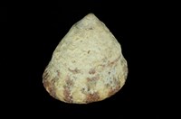 藏品(山形鐘螺)的圖片